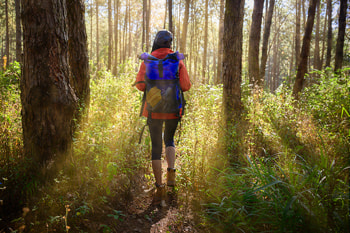 Women hiking into forest